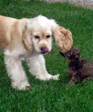 Cindy Cockapoo Parent with Pup