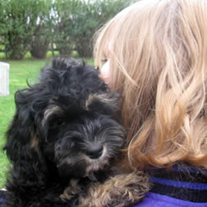 Annie and Morgan Cockapoo Pup