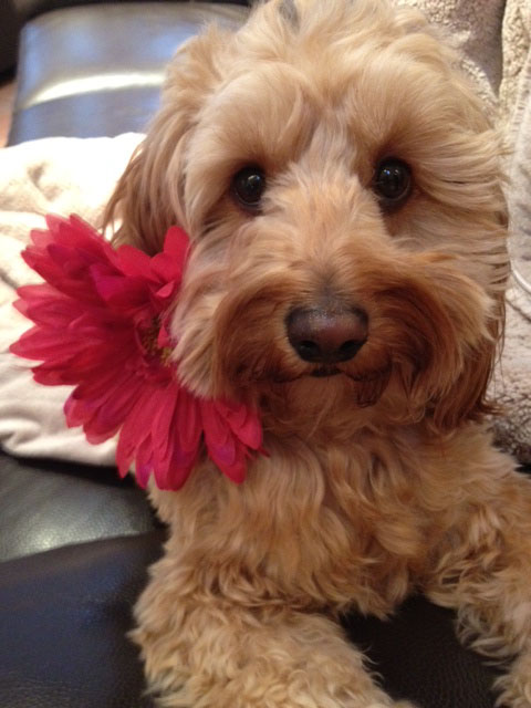 Cooper Fields Valentines