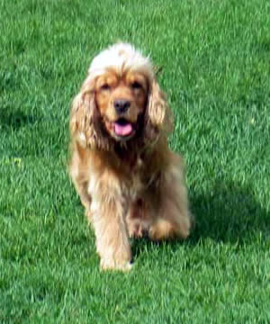 Annie Cockapoo Parent