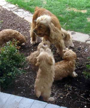 Annie Cockapoo Pups
