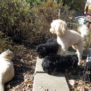 Happy Cockapoos