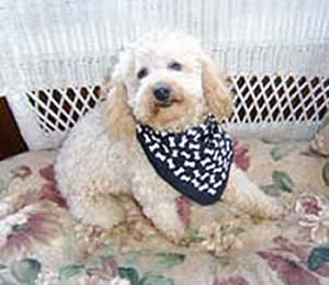 Arthur Cockapoo Parent