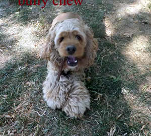 Aurora Cockapoo Parent with Pup