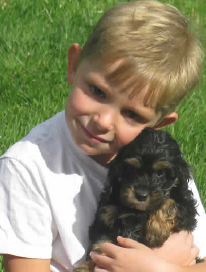Black and Brown Cockapoo Puppy with Little Boy