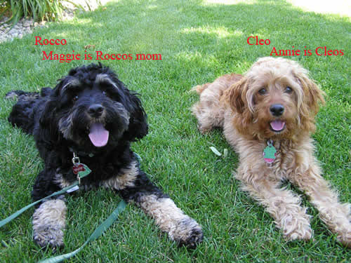 Cleo and Rocco Cockapoos