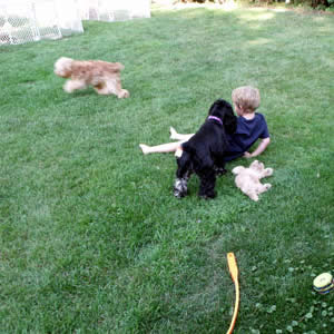 Cockapoo Breeders WI