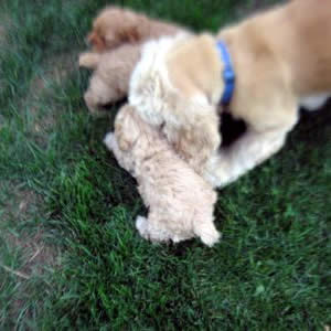Cockapoo Breeders WI