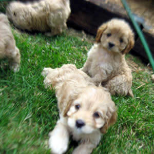 Cockapoo Breeders WI