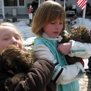 Cockapoo Breeders WI