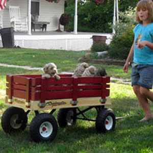 Cockapoo Breeders WI