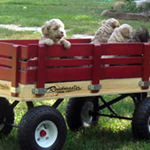 Homestead Cockapoo