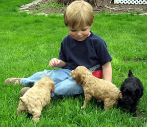 Homestead Cockapoo Puppy Prices
