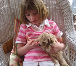 Homestead Cockapoo Puppy Prices
