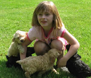 Homestead Cockapoo Puppy Prices