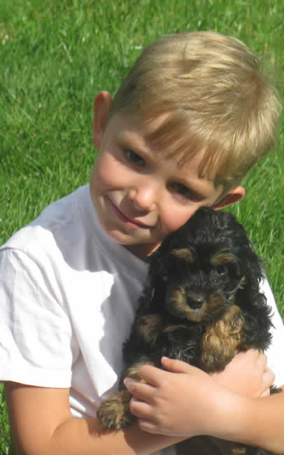 Cockapoo Puppy with Little Boy