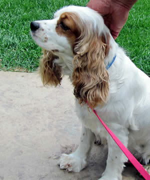 Daisey Mae Cockapoo Parent