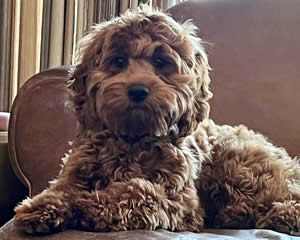 Breeder of Cockapoo Dogs