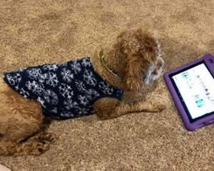 Breeder of Cockapoo Dogs