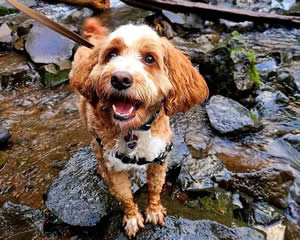 Breeder of Cockapoo Dogs