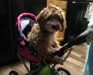 Breeder of Cockapoo Dogs