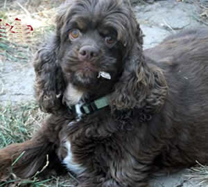 Dixie Cockapoo Parent with Pups