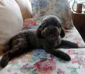 Harley Cockapoo Parent