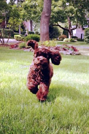 Harley Cockapoo Pup