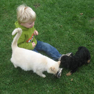 Homestead Cockapoo