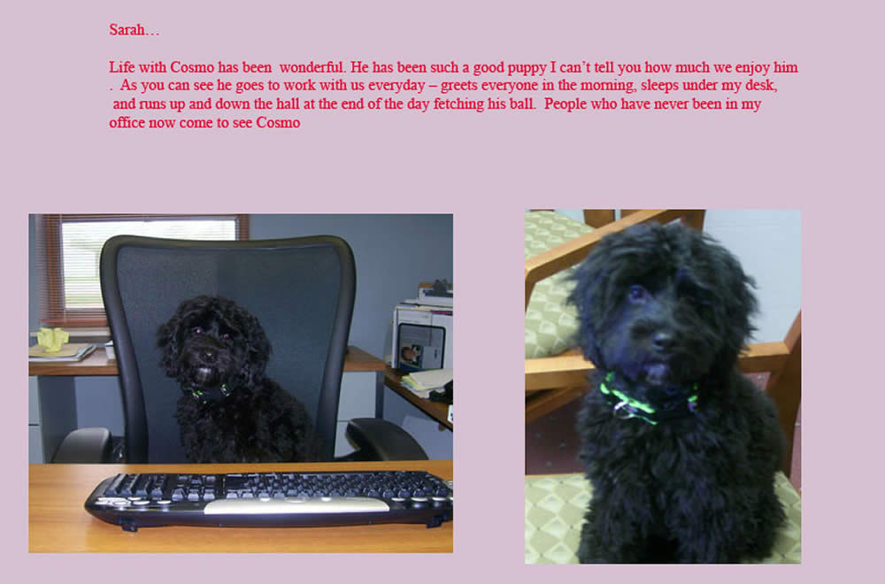 Homestead Cockapoo References