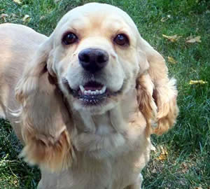 Hottie Cockapoo Parent