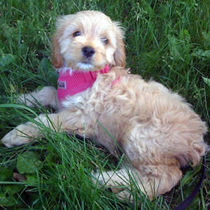 Hula Cockapoo
