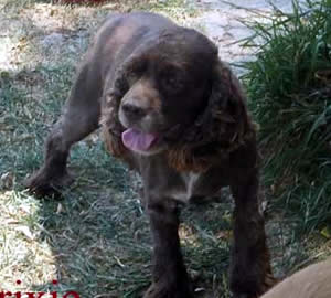 Katie Cockapoo Parent