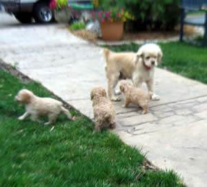 Molly Cockapoo Parent with Cockapoo Puppies