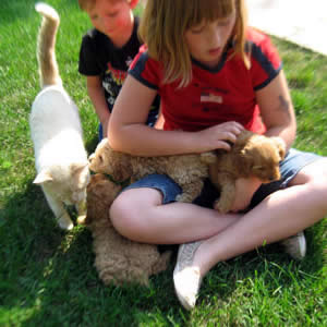 Homestead Cockapoo