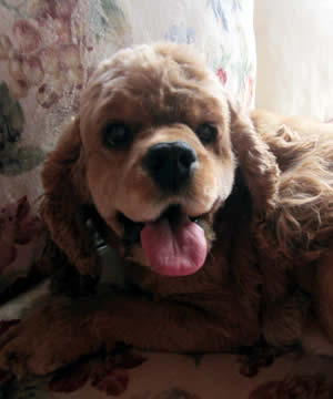 Reba Cockapoo Parent