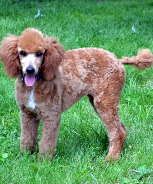 Reggie Cockapoo Parent