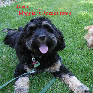 Rocco Cockapoo