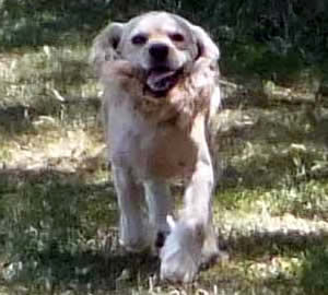 Sandy Cockapoo Parent
