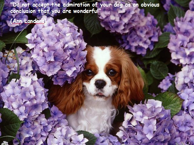 Dog Thoughts