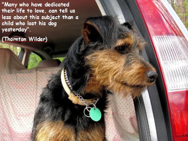 Dog Thoughts