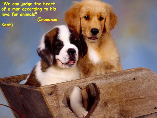 Dog Thoughts