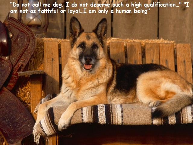 Dog Thoughts