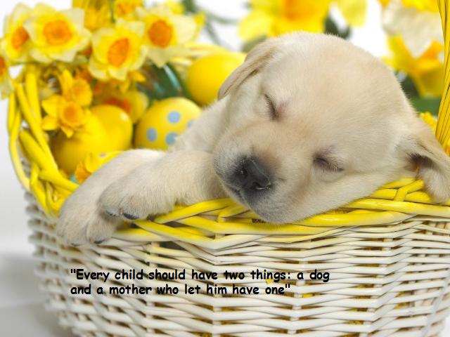 Dog Thoughts