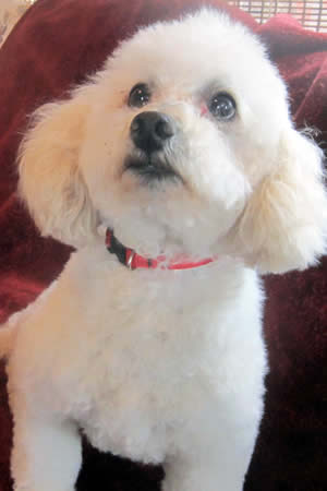 Sir Isaac Cockapoo Parent