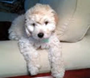 Sir Isaac Cockapoo Pup