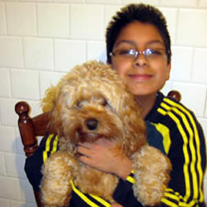 Snickers Cockapoo