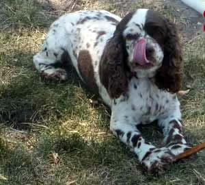 Susie Cockapoo Parent
